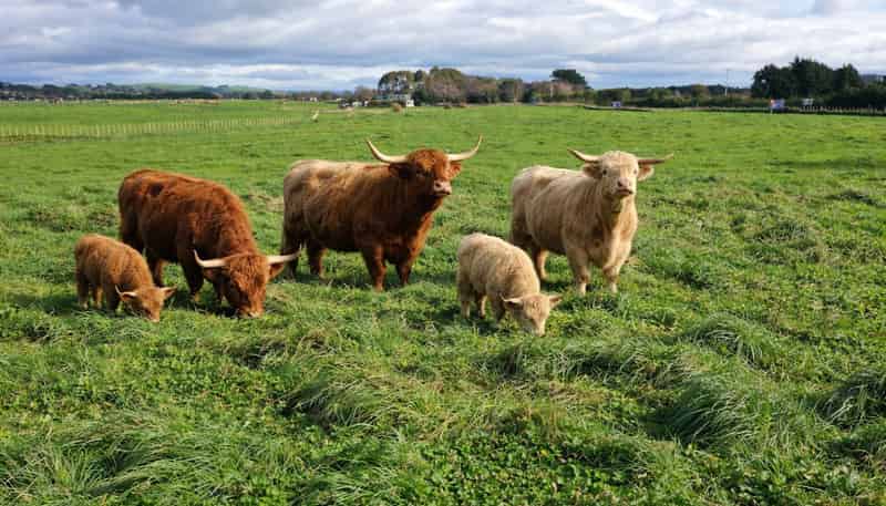 12A Pahiatua Pongaroa Road, Pahiatua