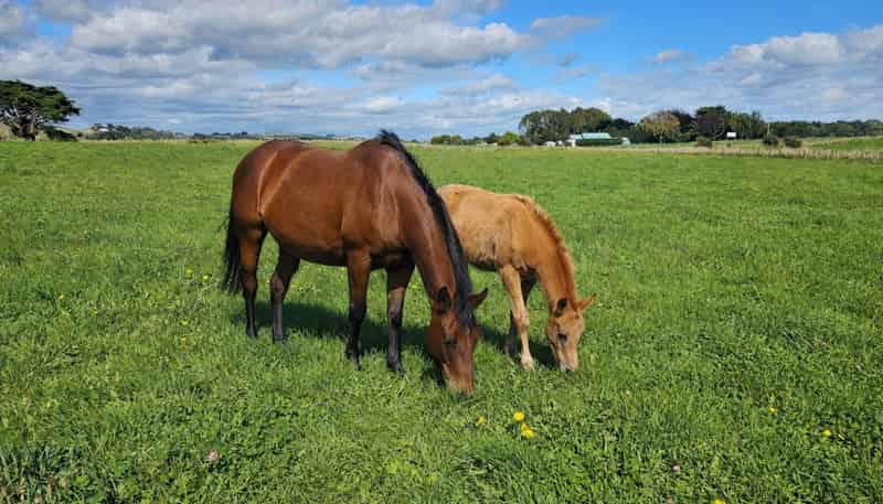 12B Pahiatua Pongaroa Road, Pahiatua