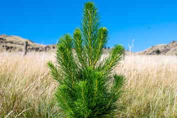  Masons Flat Forest, Hawarden