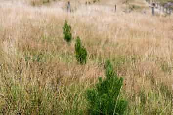  Masons Flat Forest, Hawarden