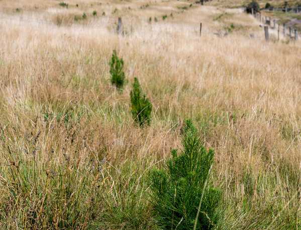  Masons Flat Forest, Hawarden