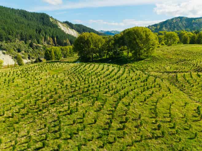 Tiniroto Road, Hangaroa