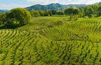 Tiniroto Road, Hangaroa