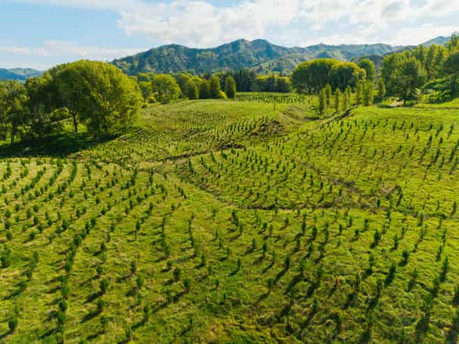 Tiniroto Road, Hangaroa