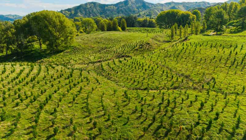 Tiniroto Road, Hangaroa