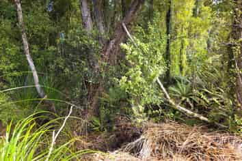 Ballarat Rise, Awatuna