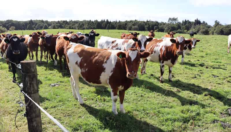 970 Pembroke Road West, Stratford