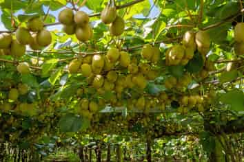 79 Woodlands Road, Waihi Beach