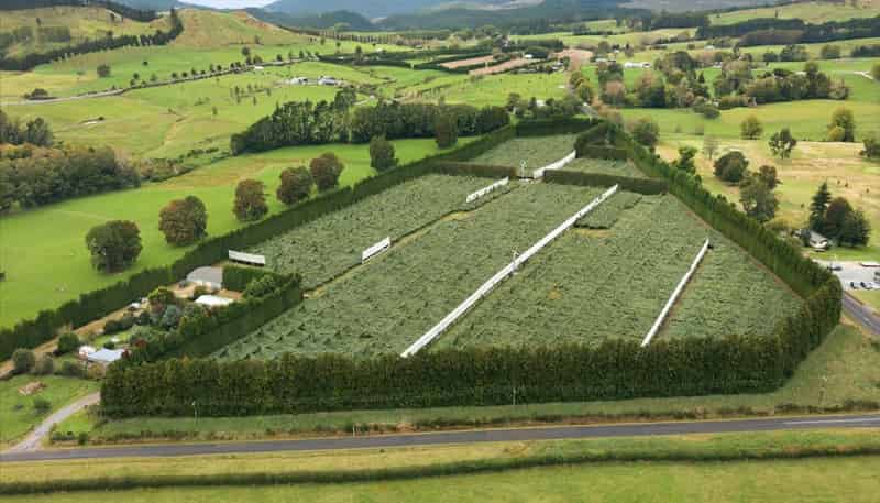 79 Woodlands Road, Waihi Beach