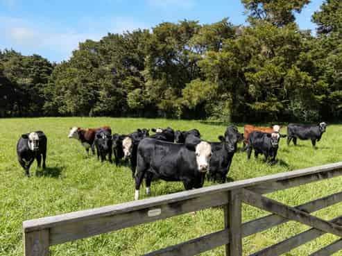 527a Whangaripo Valley Road, Wellsford