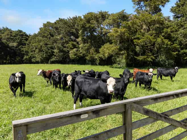 527a Whangaripo Valley Road, Wellsford