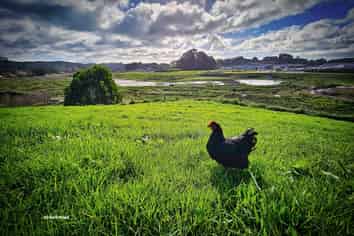 60 and 1/4 Belk Road, Tauriko