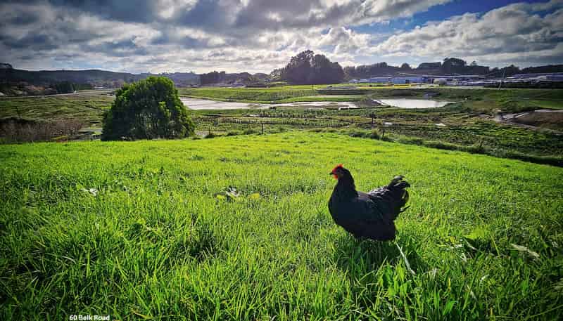 60 and 1/4 Belk Road, Tauriko