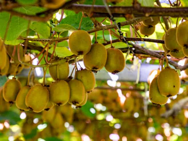 250 Taurangaruru Road, Waiuku