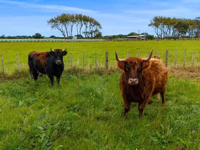 1544 South Road, Manutahi