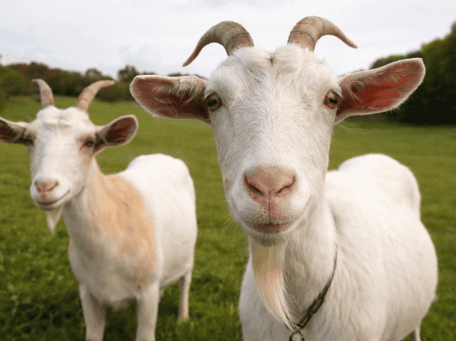 Lot 2/64 Puhoi Road, Puhoi