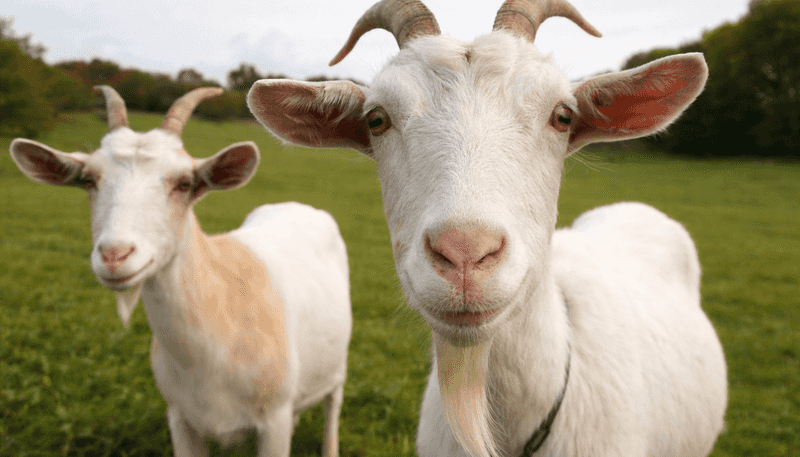 Lot 2/64 Puhoi Road, Puhoi