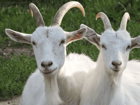 Lot 2/64 Puhoi Road, Puhoi