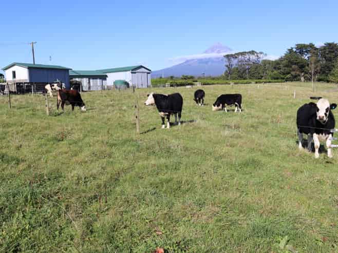 174 Bedford Road North, Inglewood