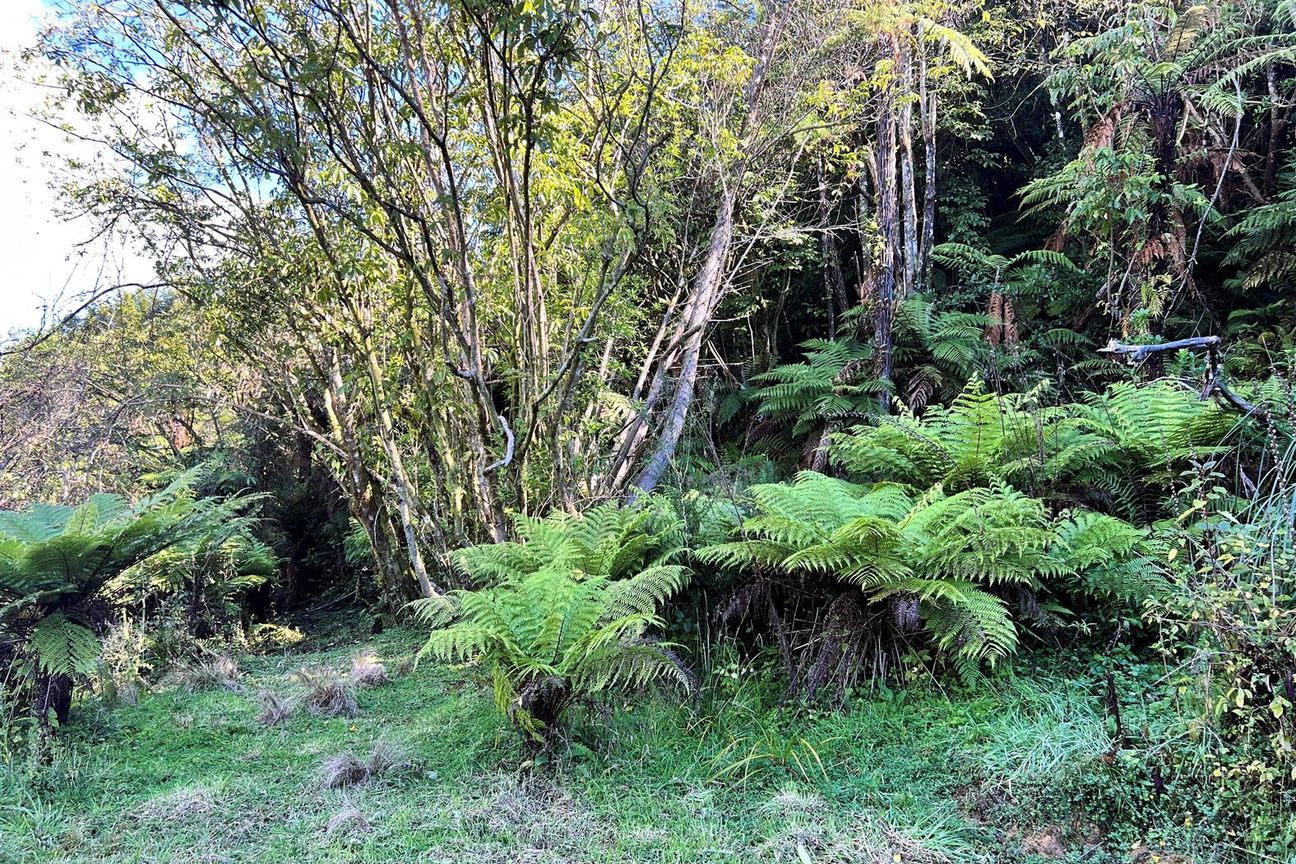 NATURES OWN LIFESTYLE BLOCK - Ansicht 6