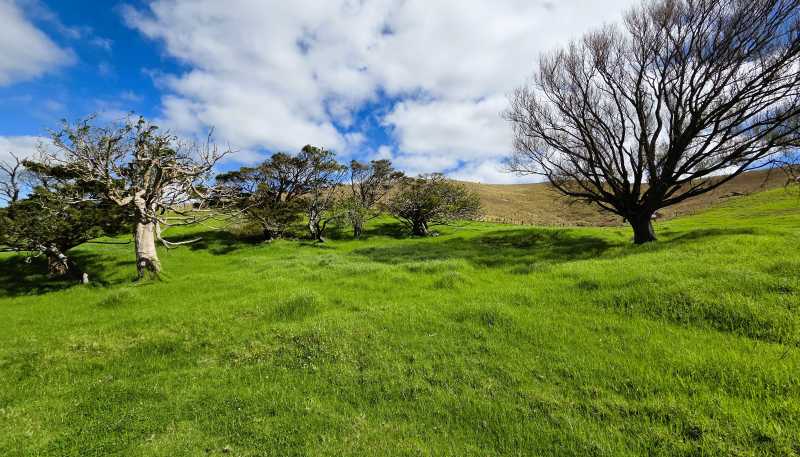  Morrison Road, Dargaville