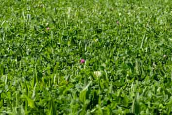 270 and 28 Tinwald Westerfield Mayfield Road, Tinwald