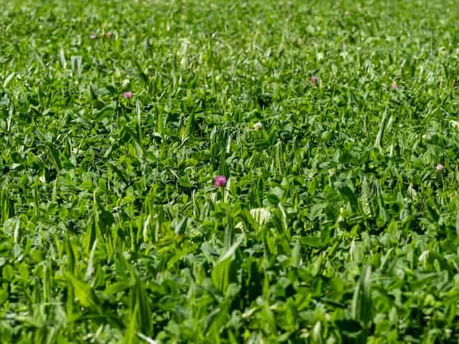 270 and 28 Tinwald Westerfield Mayfield Road, Tinwald