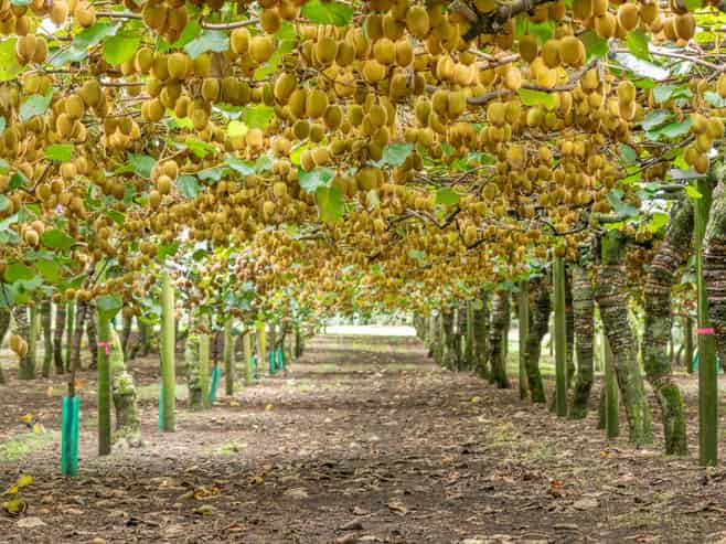 249 Walker Road East, Aongatete