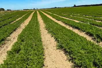 486 Irving Road and 150 Angle Road, Woodlands