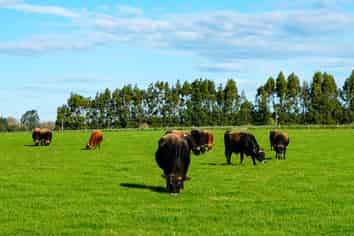 525 Woodlands-Morton Mains Road, Morton Mains