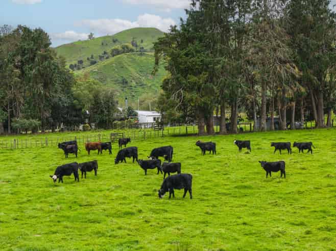 232 Kotare Road, Ruakituri