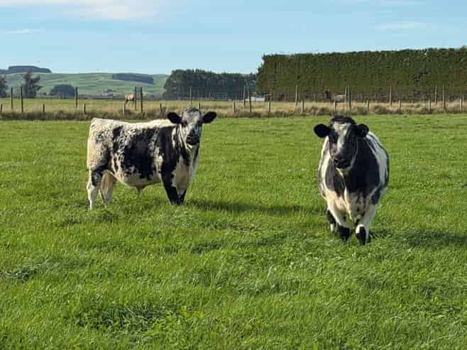  Thomsons Crossing Road, Thomsons Crossing