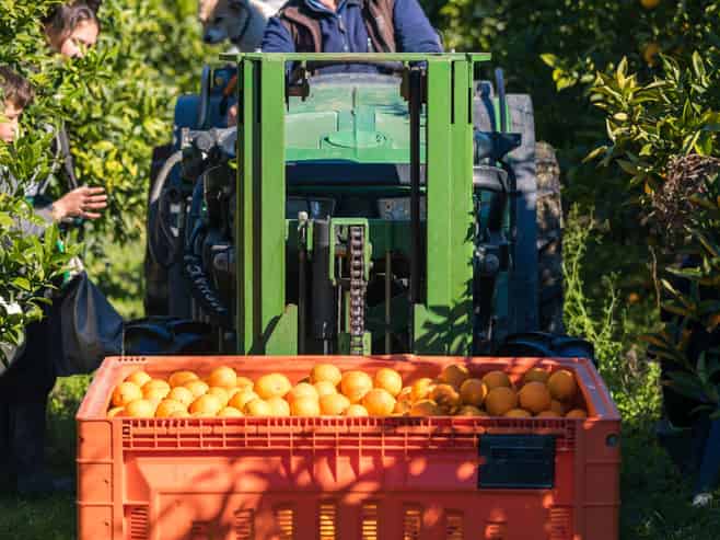 High-growth citrus beverage brand