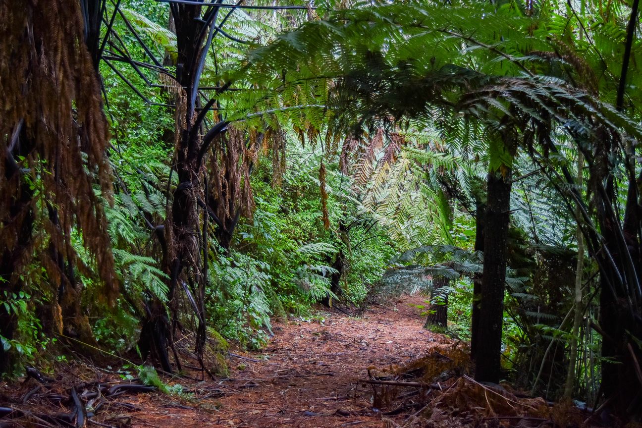 Your Own Nature Retreat - Nearly 2ha in the City! – pohled 2