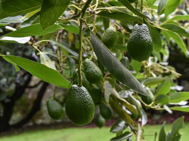 14 Tupelo Place, Ohauiti