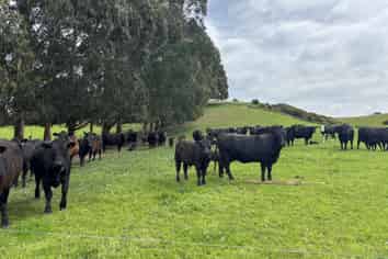  Blacks Road, Palmerston