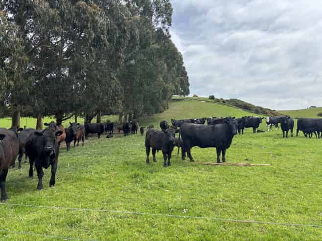  Blacks Road, Palmerston