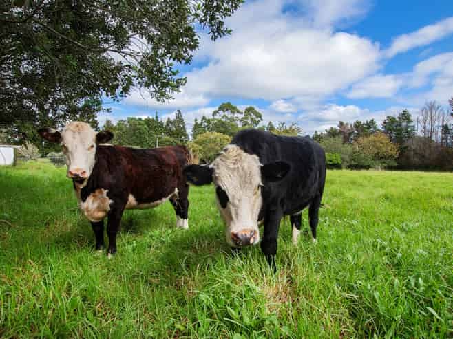 410 Whatitiri Road, Poroti