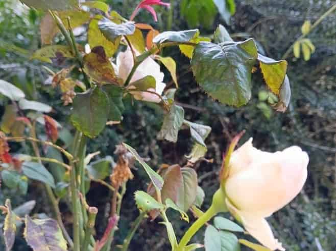 5/54 Brown Street, Dunedin Central