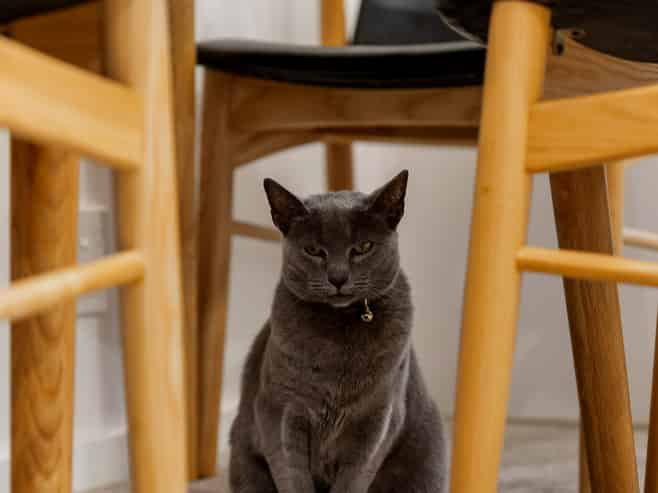 3/4 Cecil Road, Milford