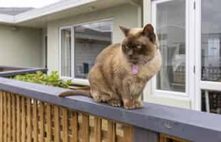 10 Astelia Way, Waipahihi