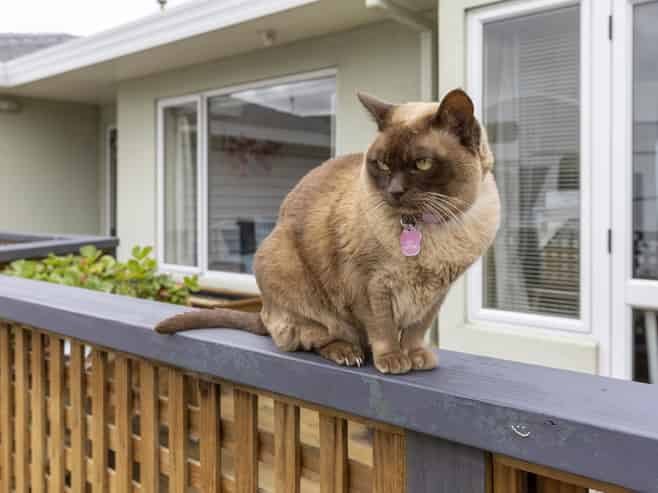 10 Astelia Way, Waipahihi