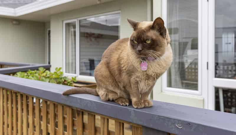 10 Astelia Way, Waipahihi