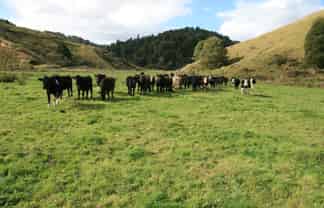 4869 Ohura Road, Pohokura