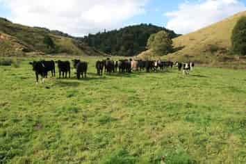 4869 Ohura Road, Pohokura