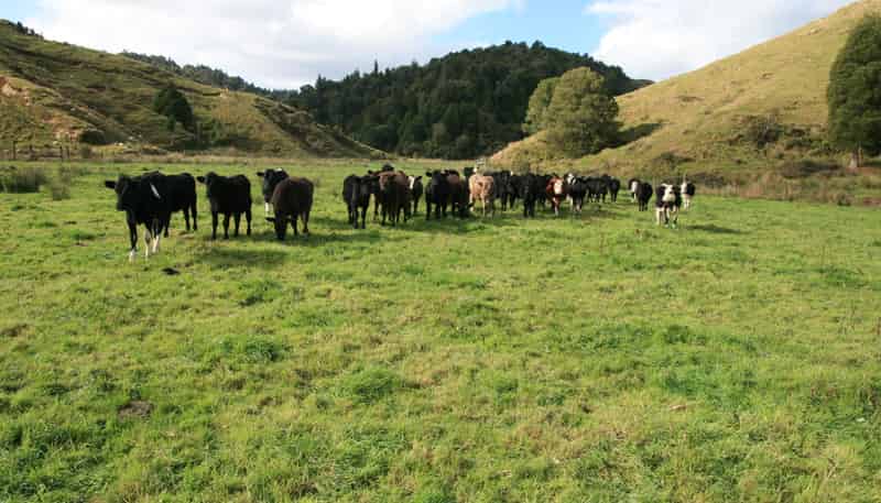 4869 Ohura Road, Pohokura