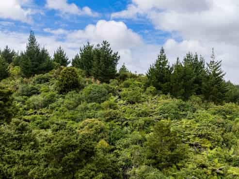 3044 Paparoa-Oakleigh Road, Paparoa
