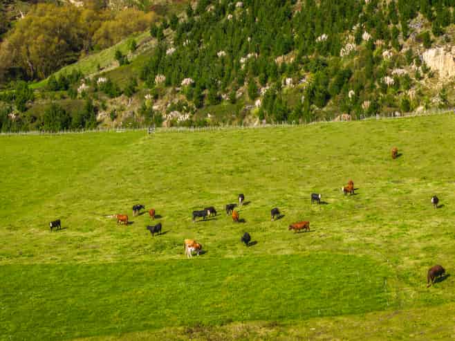 888 Kakariki Farm Road, Kotemaori