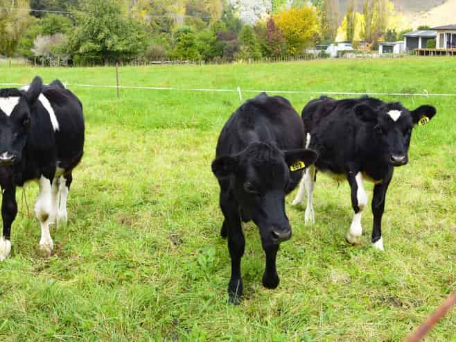 1038 State Highway 4, Upokongaro