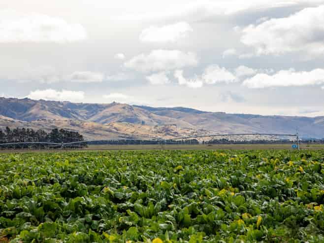 263 Puketoi Runs Road, Puketoi